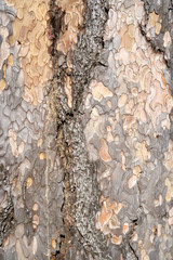 Is beatuiful and has varous interesting shapes and cracks that make this image perfect for backgrounds or editing.