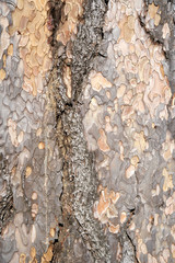 Is beatuiful and has varous interesting shapes and cracks that make this image perfect for backgrounds or editing.