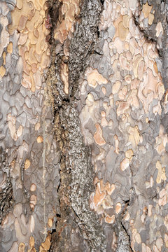 Is beatuiful and has varous interesting shapes and cracks that make this image perfect for backgrounds or editing.