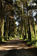 Road crossing leafy forest in Sintra Mountains