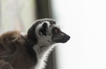 lemur on white background