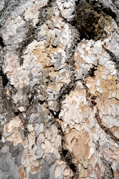 Is beatuiful and has varous interesting shapes and cracks that make this image perfect for backgrounds or editing.