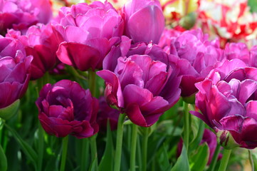 Pink Tulips at Wooden Shoe Tulip Festival in Woodburn Oregon