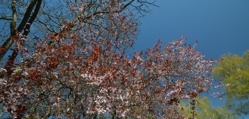 Spring in Berlin Reinickendorf, Germany