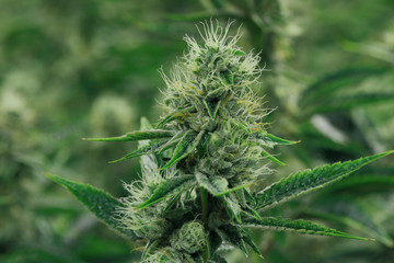 Marijuana Plant Budding Fresh