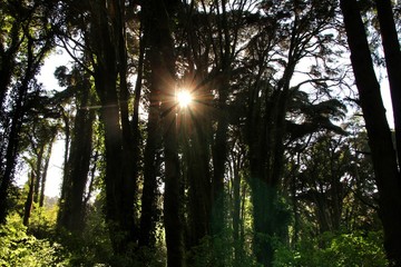 Obraz premium Leafy forest with colossal trees in Sintra Mountains