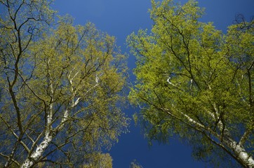 Obraz premium Spring in Berlin Reinickendorf, Germany