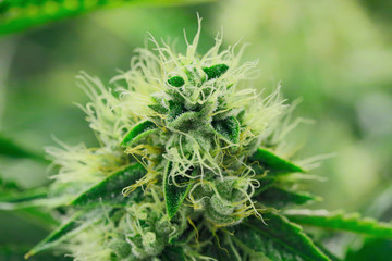 Yellow Cannabis Plant Focus