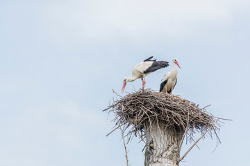 storks in the nest