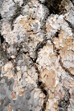 Is beatuiful and has varous interesting shapes and cracks that make this image perfect for backgrounds or editing.