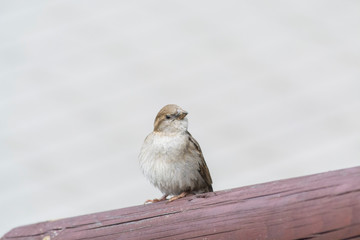 sparrow on fence