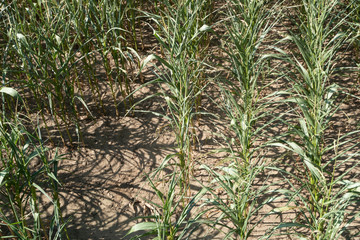 vertrocknete Maispflanzen