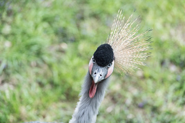 Fototapeta premium grey crowned crane