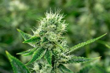 Cannabis Grow Bud Macro 