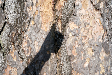 Is beatuiful and has varous interesting shapes and cracks that make this image perfect for backgrounds or editing. There are some handgestures out of the photographers shadows.