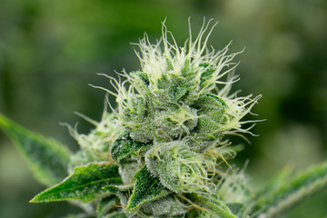 Marijuana Bud Macro Trichome