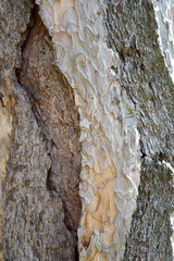 Is beatuiful and has varous interesting shapes and cracks that make this image perfect for backgrounds or editing.