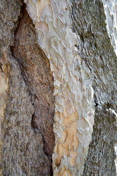 Is beatuiful and has varous interesting shapes and cracks that make this image perfect for backgrounds or editing.