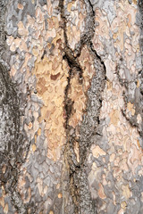 Is beatuiful and has varous interesting shapes and cracks that make this image perfect for backgrounds or editing.