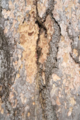 Is beatuiful and has varous interesting shapes and cracks that make this image perfect for backgrounds or editing.