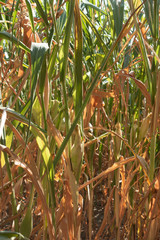 vertrocknete Maispflanzen