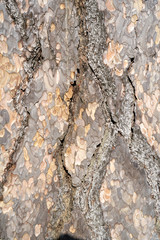 Is beatuiful and has varous interesting shapes and cracks that make this image perfect for backgrounds or editing.