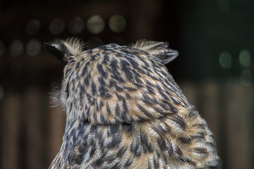 portrait of an owl