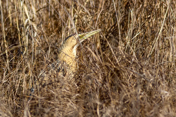 Nature and bird. Bird: Eurasian Bittern. Botaurus stellaris. Yellow brown habitat background.  © Serkan Mutan
