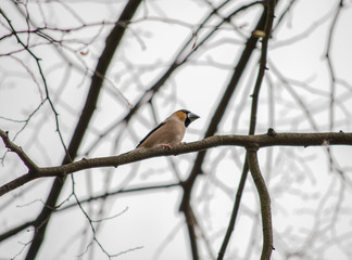 hawfinch on a  branch 