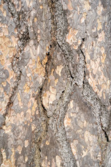 Is beatuiful and has varous interesting shapes and cracks that make this image perfect for backgrounds or editing.