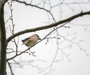 hawfinch on a  branch 