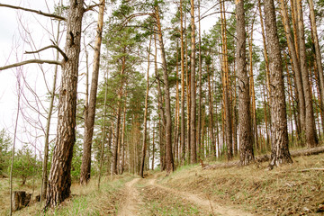 Fototapeta na wymiar Trail in a forest. Concept of walking in a wood