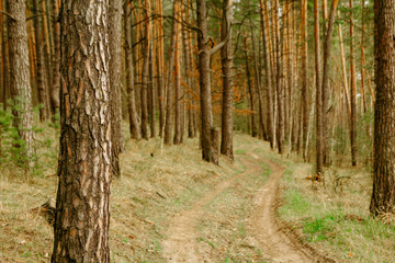 Trail in a forest. Concept of walking in a wood