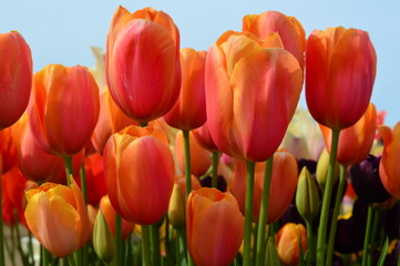 Orange Tulips at Wooden Shoe Tulip Festival in Woodburn Oregon