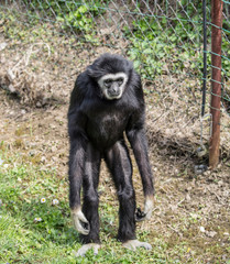 Sad monkey