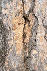 Is beatuiful and has varous interesting shapes and cracks that make this image perfect for backgrounds or editing.