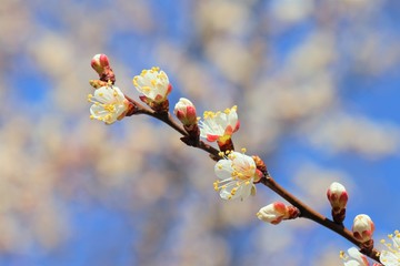 flowering apricot branch 