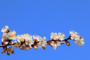 Flowering apricot branch