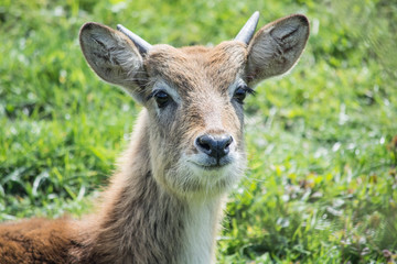 Fototapeta premium portrait of a deer