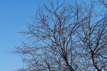 abstract bare tree branch background