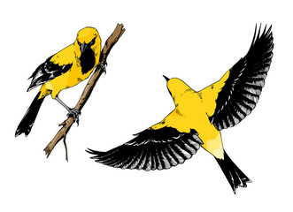 Set of hand drawn illustrations of oriole birds