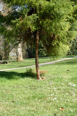 Tree trunk shot from an interessting angle on a sunny day.
