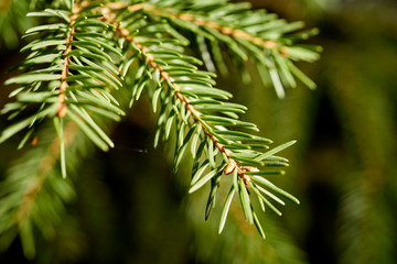 Close up of sprigs of spruce in spring sunny forest