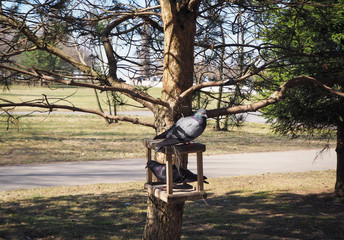 A couple of pigeons are waiting for food on a manger for birds