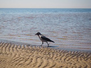 A crow is walking on the beach