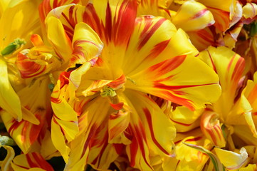 Fototapeta na wymiar Yellow Tulips at Wooden Shoe Tulip Festival in Woodburn Oregon