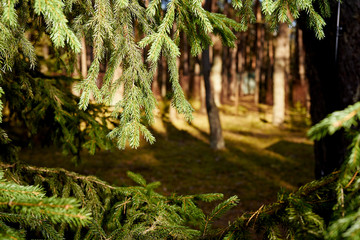 Background with green sprigs of spruce in beautiful sunny forest