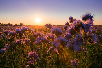 Fototapeta premium traumhaft schöne Abendstimmung auf dem Feld, bienenfreundliche Bepflanzung mit Phacelia