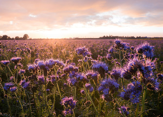 Fototapeta premium bienenfreundliche Bepflanzung mit Phacelia bei Sonnenuntergang