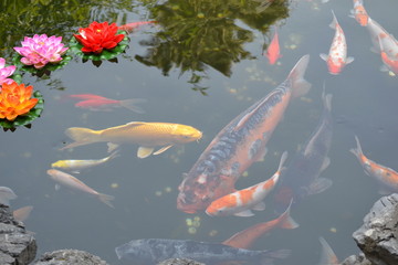 A pond with flowers on its surface and large multi-colored fishes floating in it.